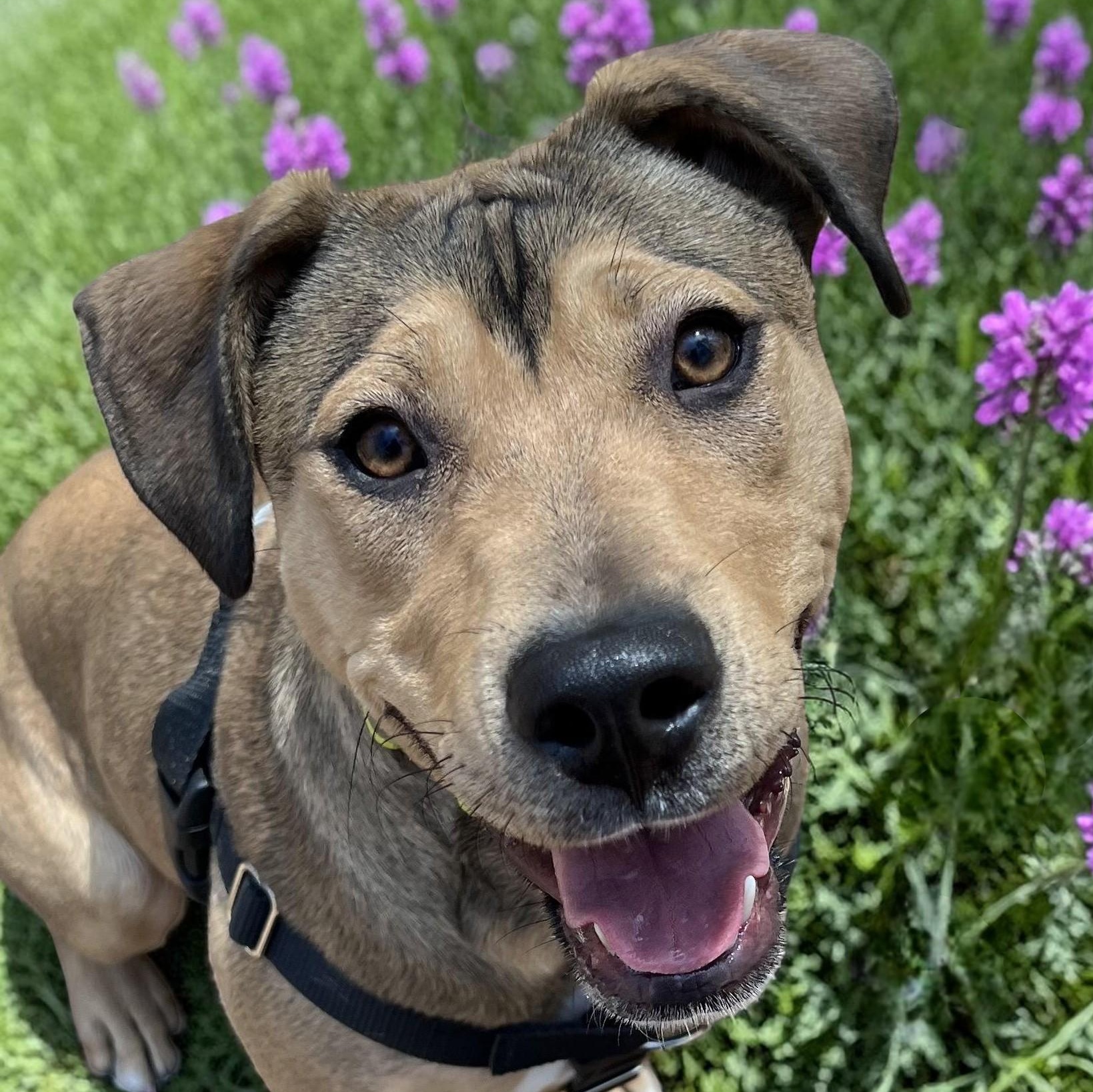 Enlarge Rainey , a ADOPTABLE mixed breed in Cedar Mountain, NC image 1/6