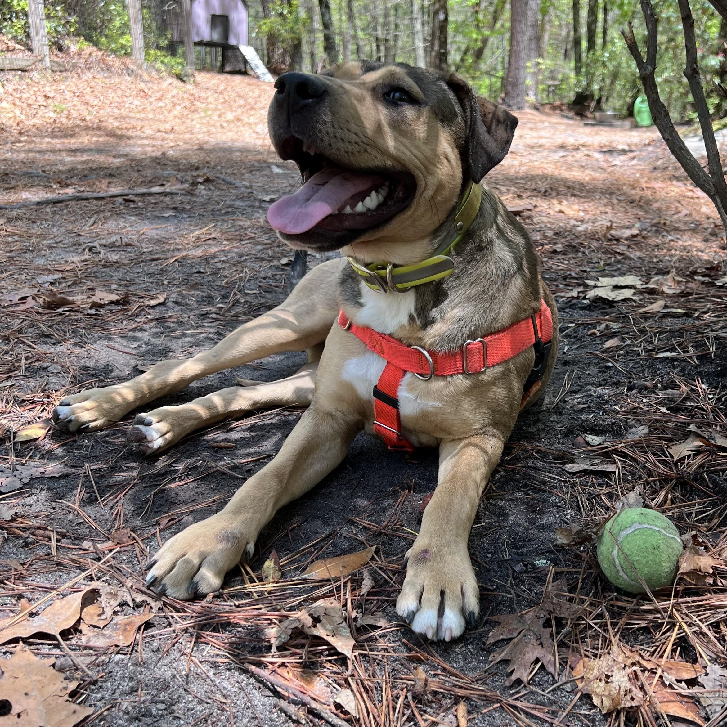 Rainey , a ADOPTABLE mixed breed in Cedar Mountain, NC image 5/6