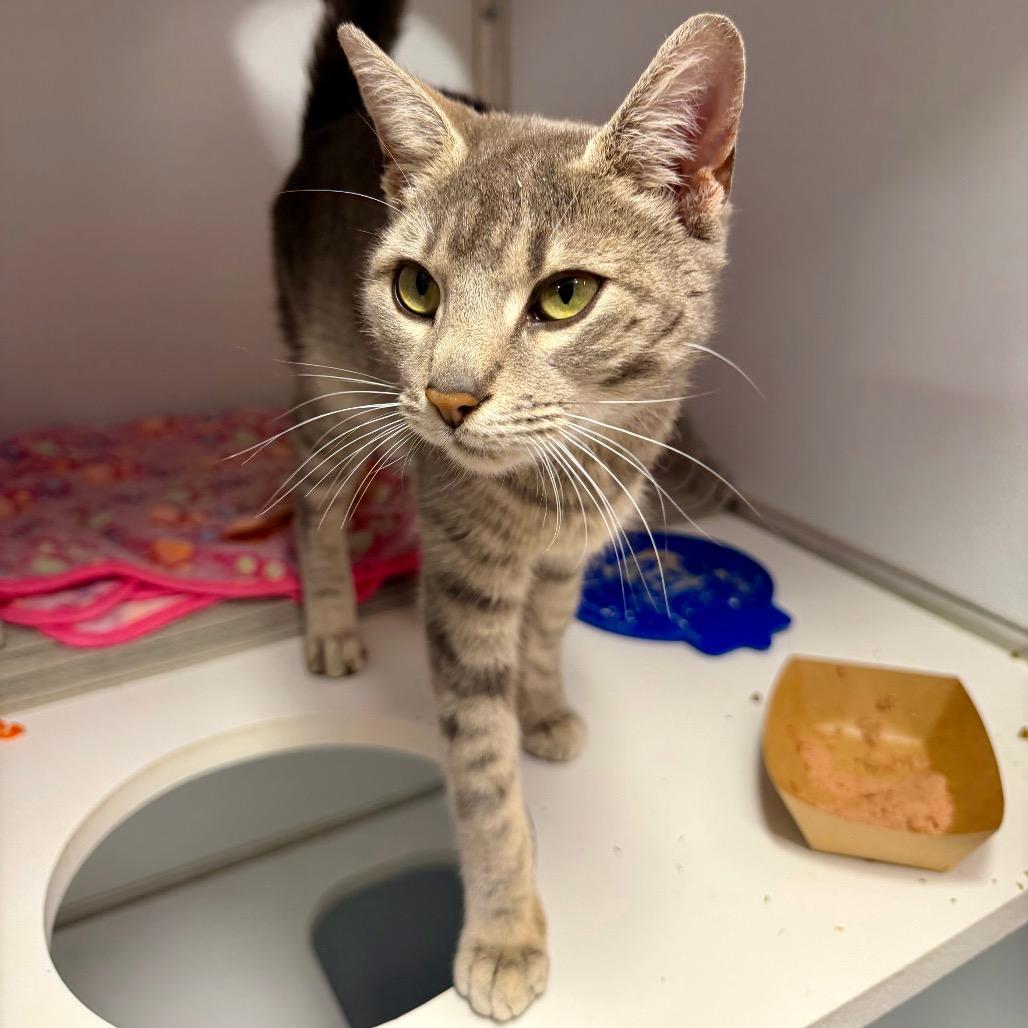 Windsor, Adoptable, Adult Female Domestic Short Hair & Domestic Short Hair.