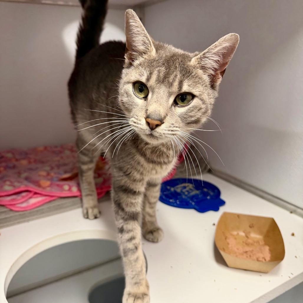 Enlarge Windsor, a Adoptable mixed breed in Binghamton, NY image 2/2