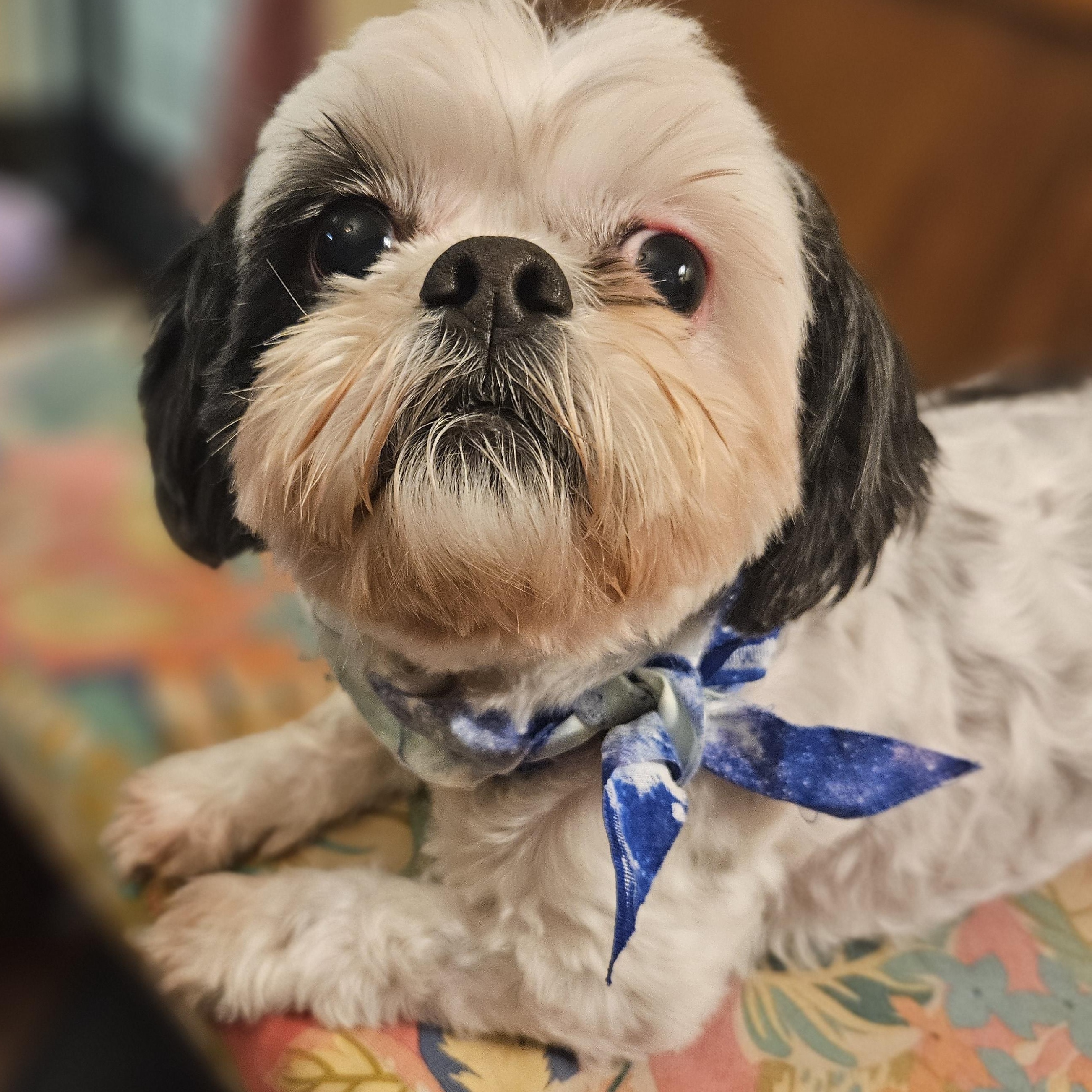 Enlarge Bonnie, a Adoptable mixed breed in Livonia, MI image 3/6