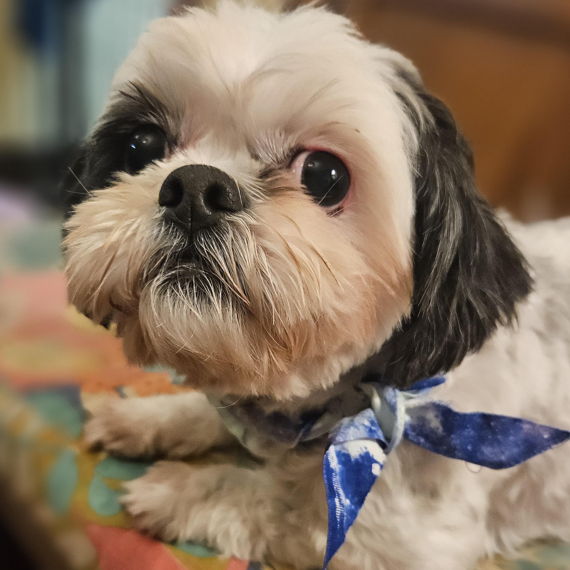 Enlarge Bonnie, a Adoptable mixed breed in Livonia, MI image 6/6