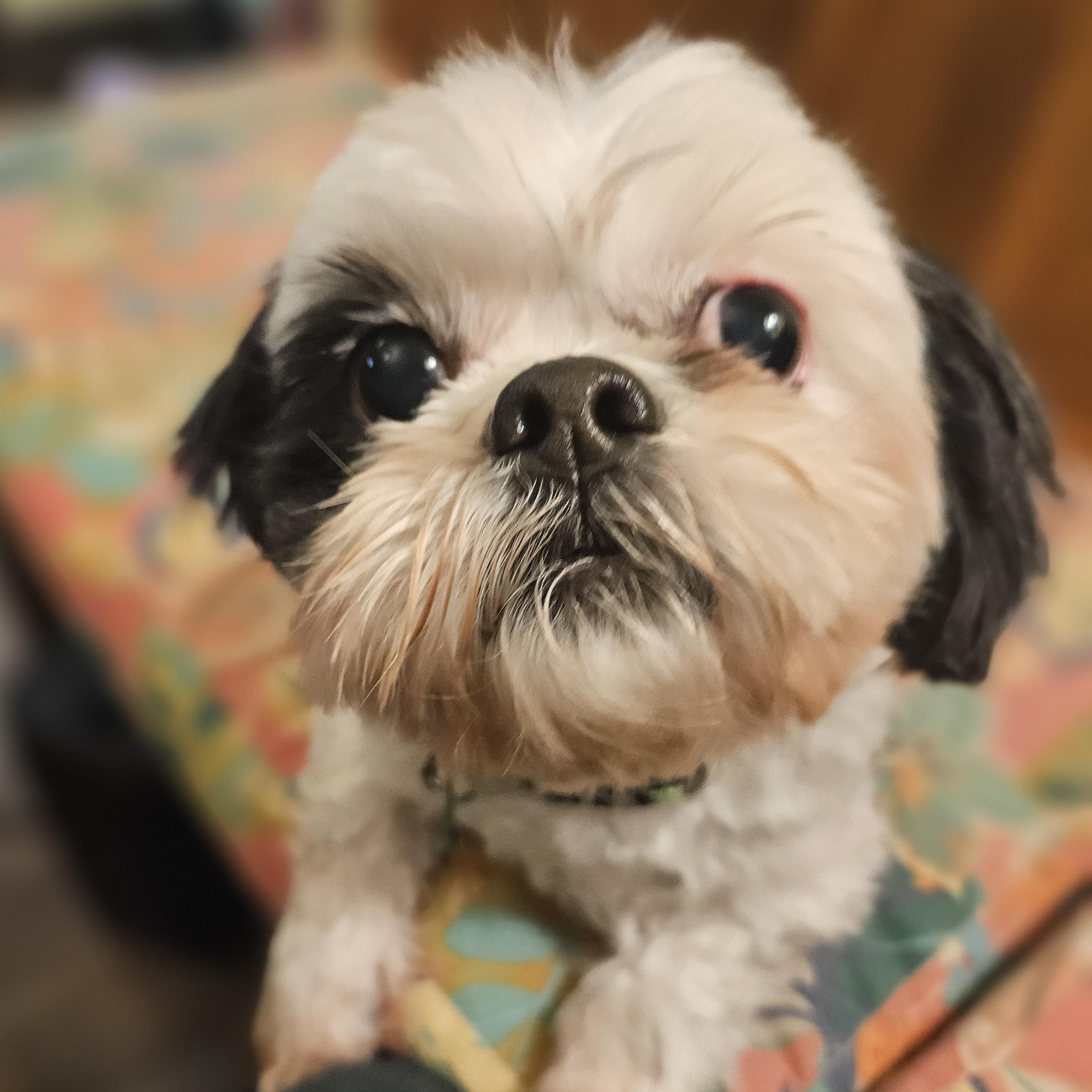 Bonnie, Adoptable, Adult Female Shih Tzu & Boston Terrier.