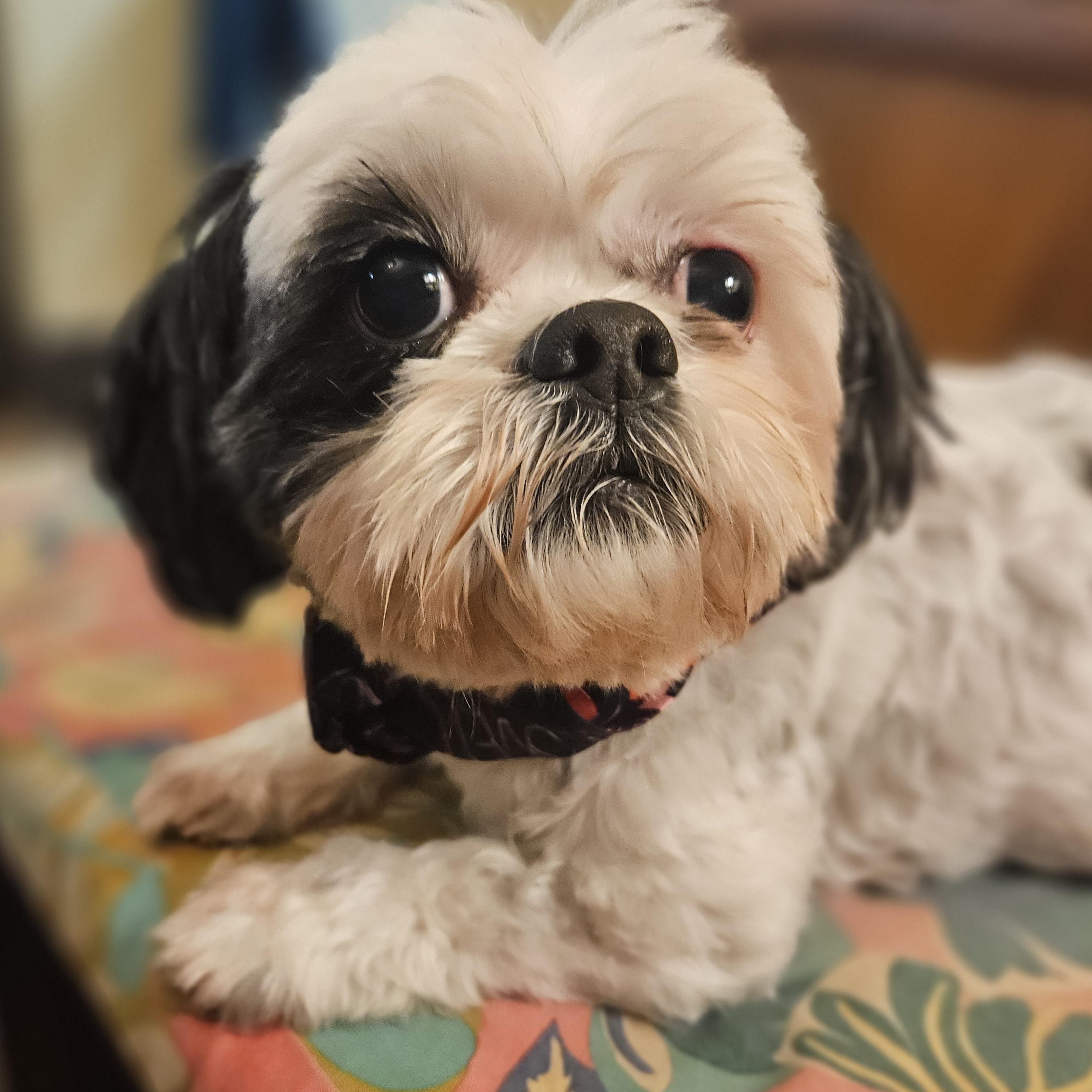 Enlarge Bonnie, a Adoptable mixed breed in Livonia, MI image 2/6