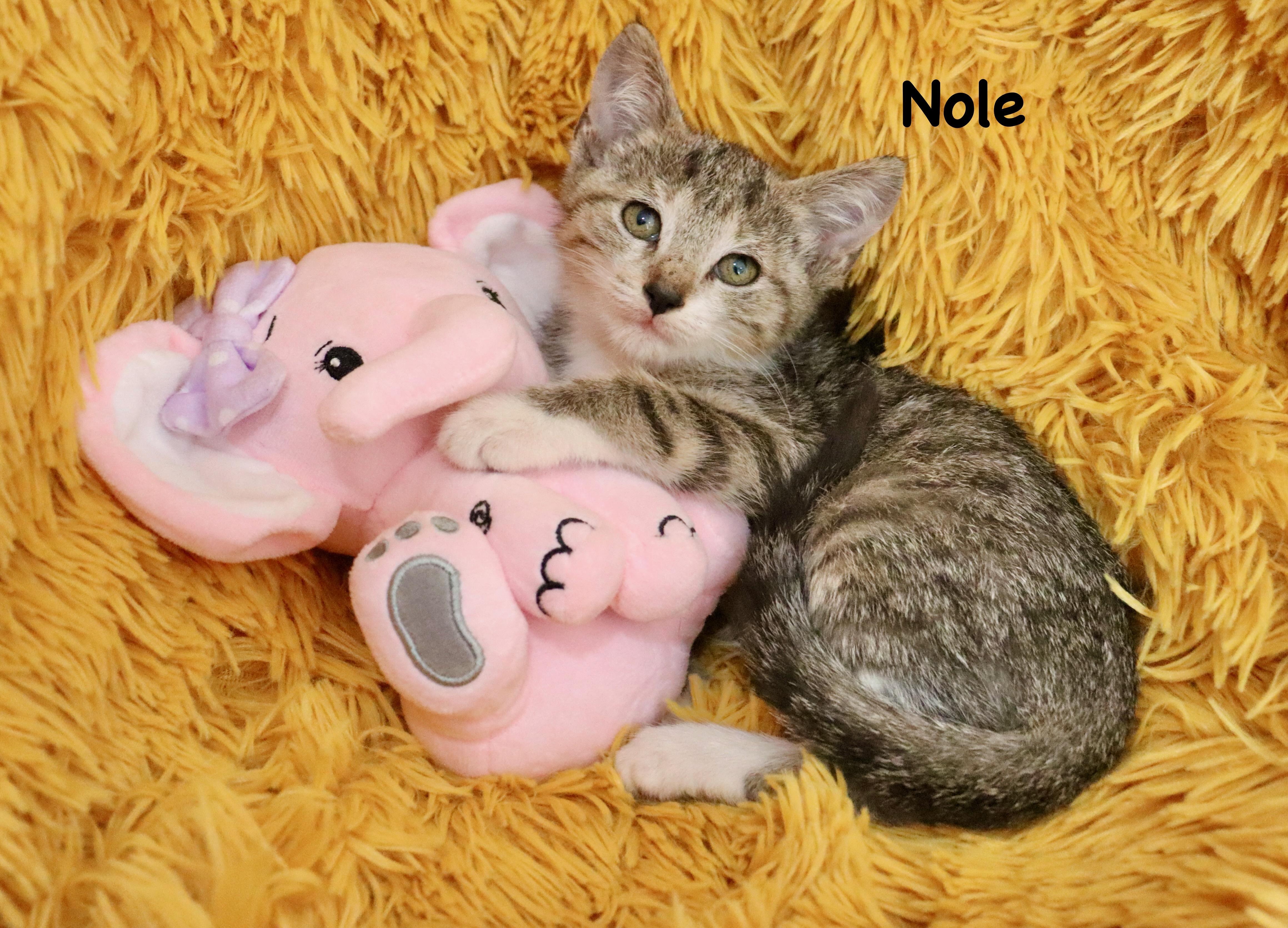 Nole