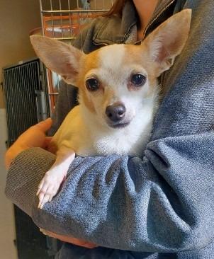 Enlarge Precious, a Adoptable Chihuahua in Barron, WI image 1/1