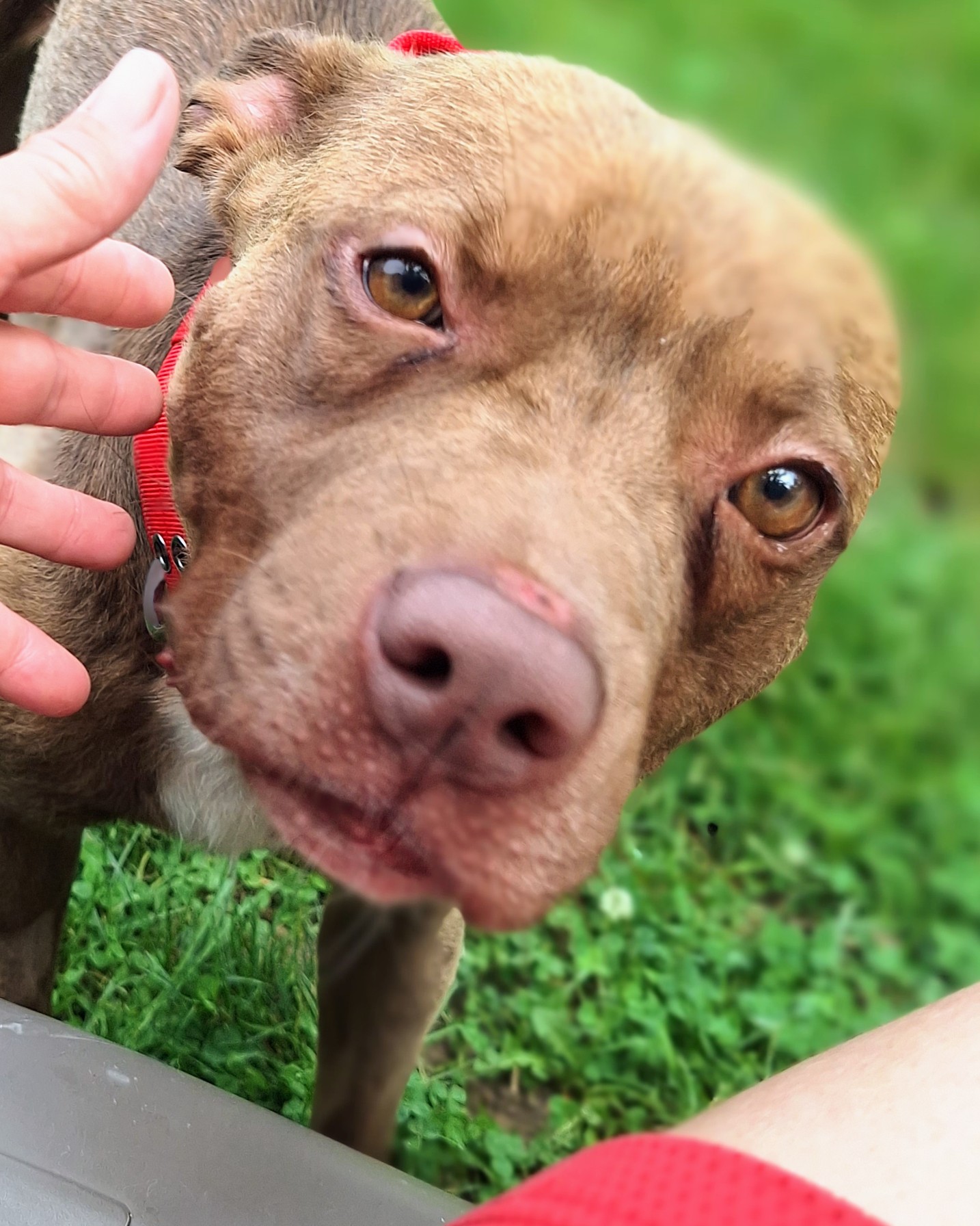 HERCULES "HERC", a Adoptable mixed breed in Flint, MI image 4/6