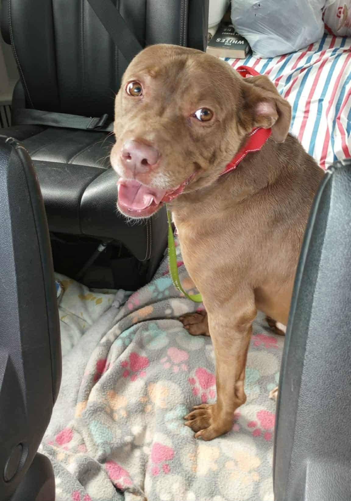 HERCULES "HERC", a Adoptable mixed breed in Flint, MI image 1/6