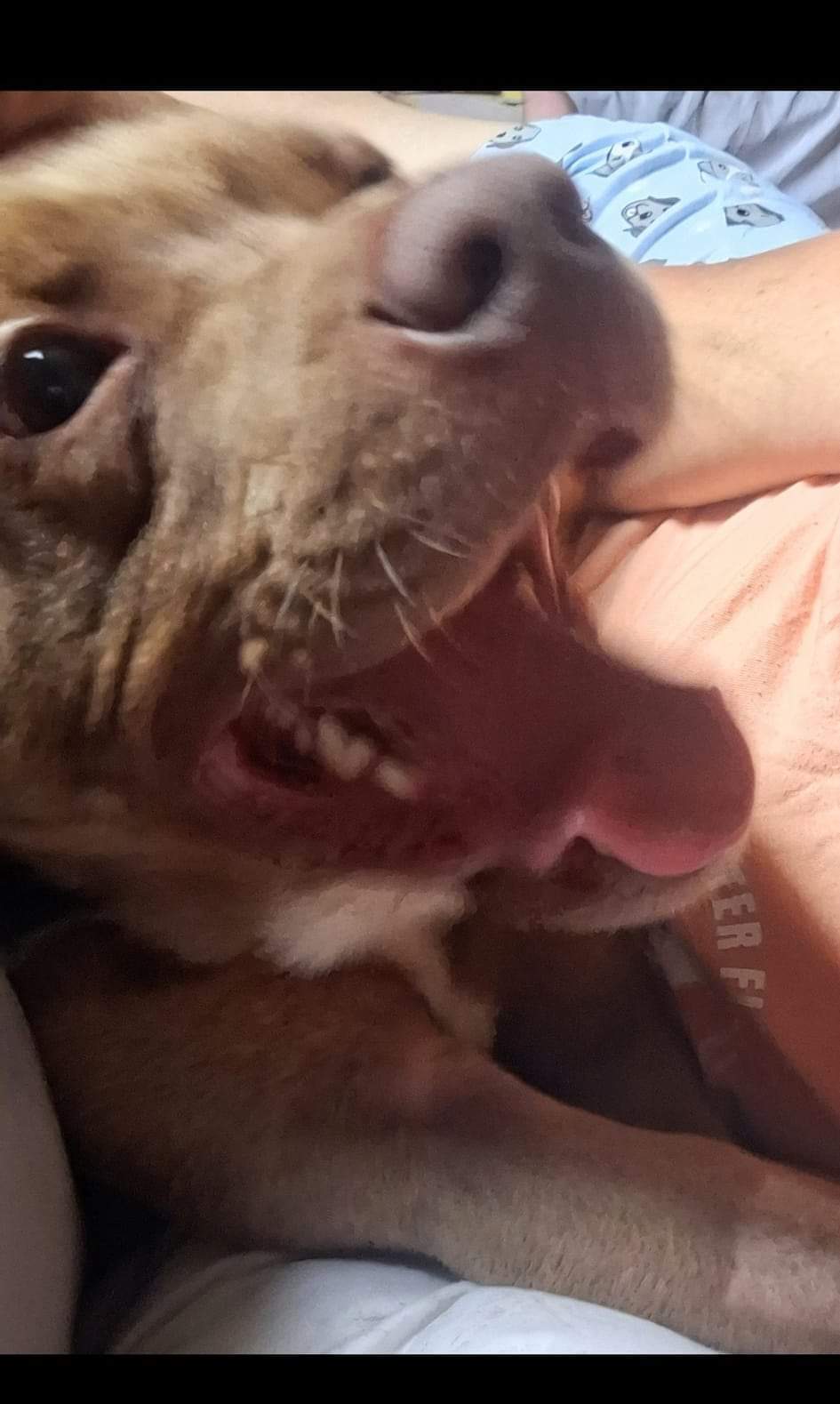 HERCULES "HERC", a Adoptable mixed breed in Flint, MI image 2/6