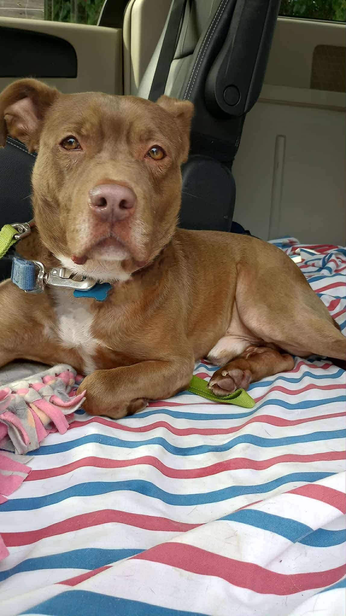 HERCULES "HERC", a Adoptable mixed breed in Flint, MI image 5/6