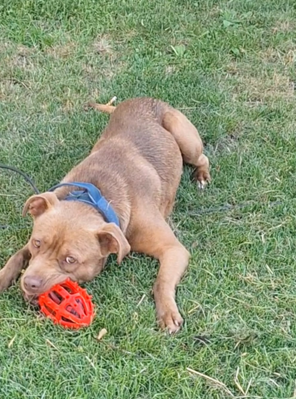 HERCULES "HERC", a Adoptable mixed breed in Flint, MI image 6/6