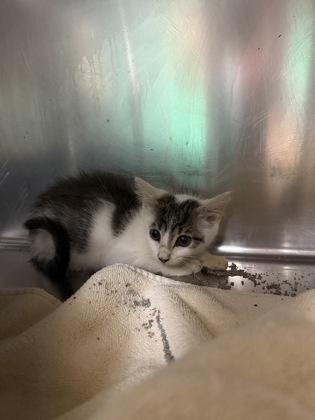 Deputy, Adoptable, Kitten Male Domestic Short Hair & Domestic Short Hair.
