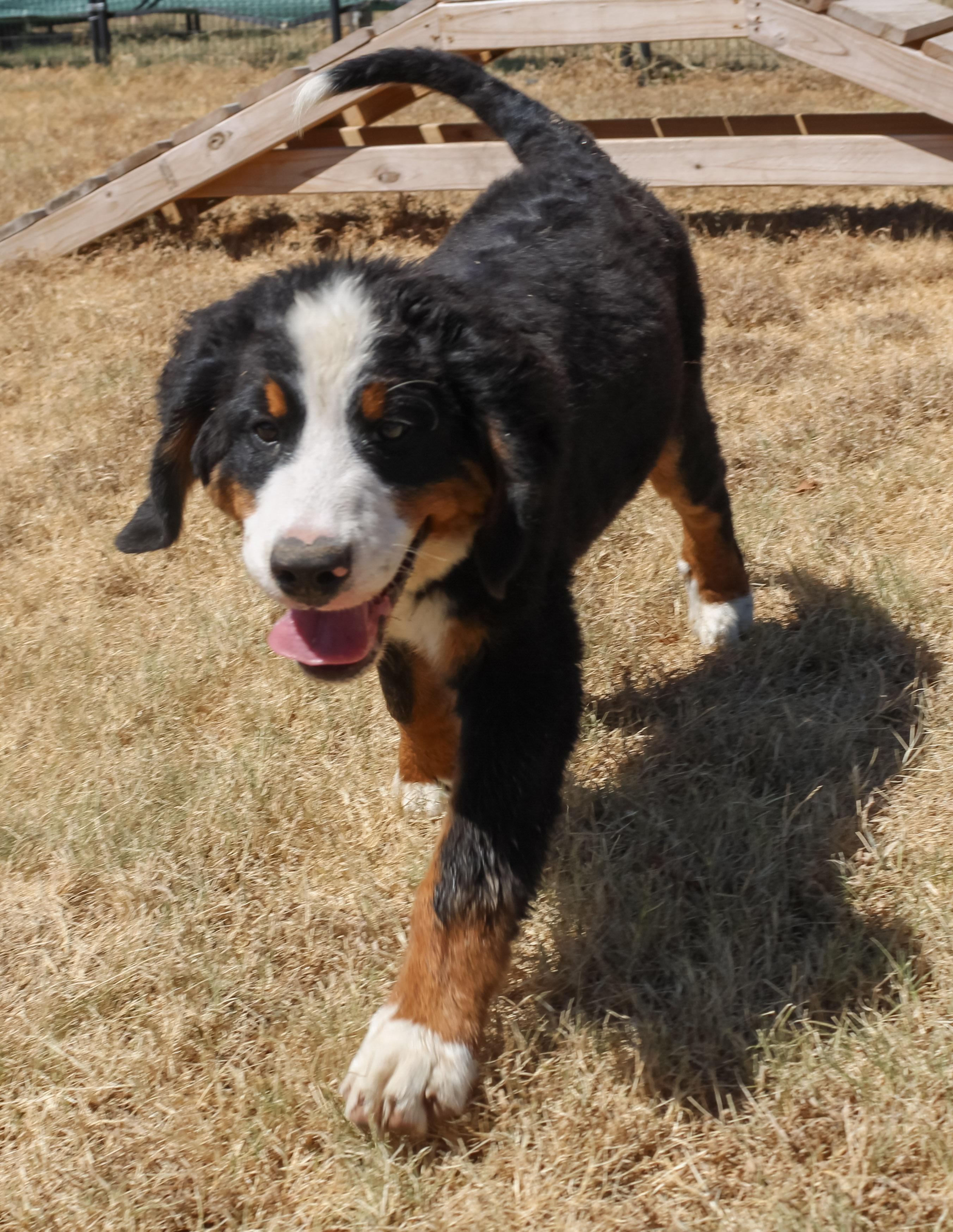 Aspen, Adopted, Young Female Bernese Mountain Dog.