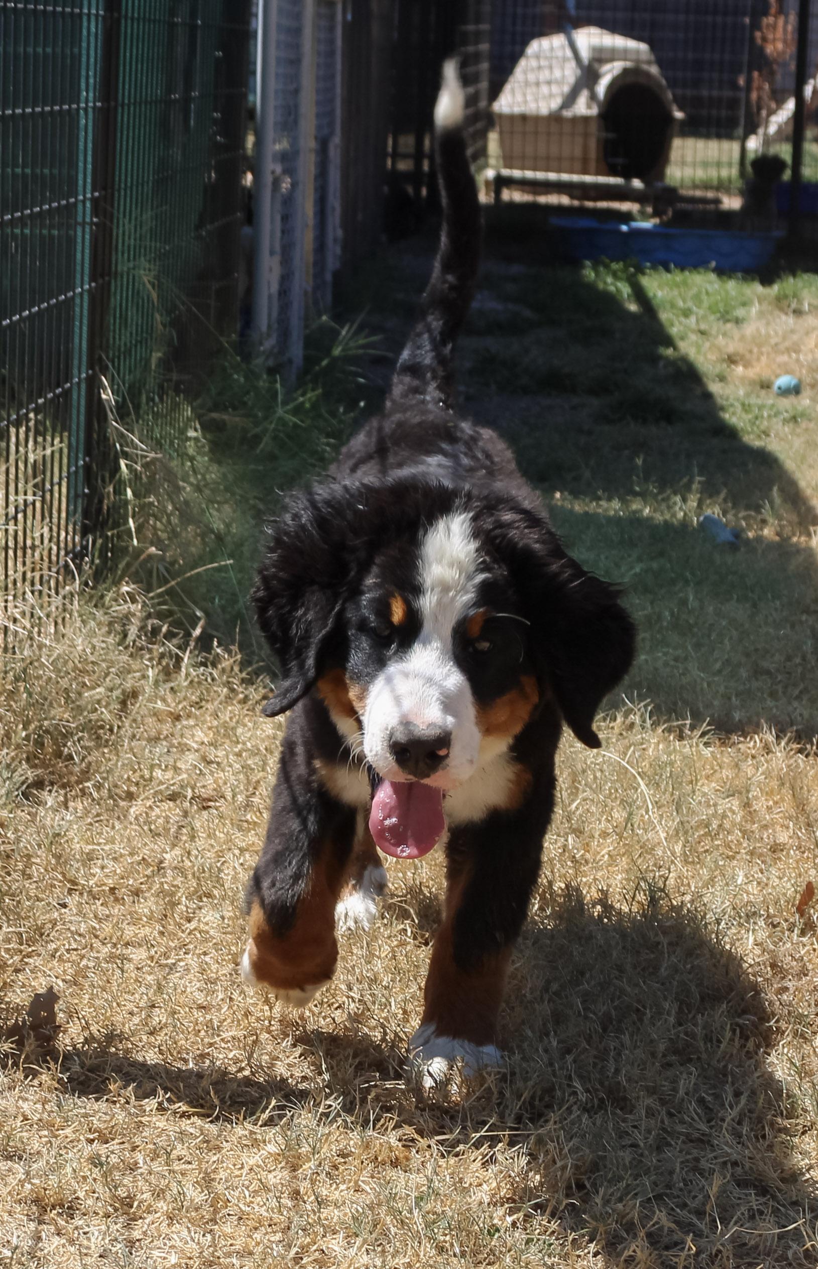 Enlarge Aspen, a Adopted Bernese Mountain Dog in Neosho, MO image 3/3
