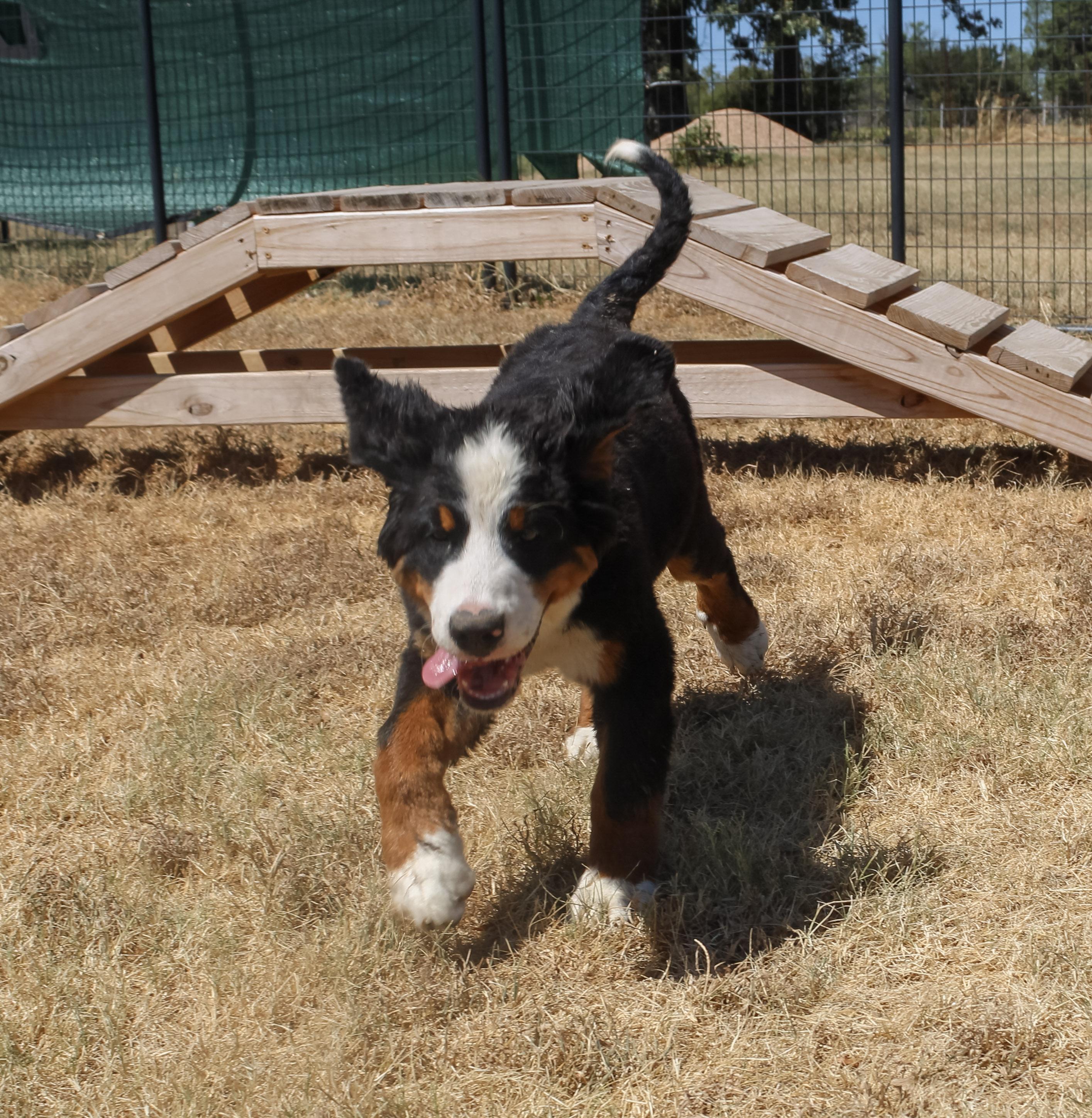 Enlarge Aspen, a Adopted Bernese Mountain Dog in Neosho, MO image 2/3