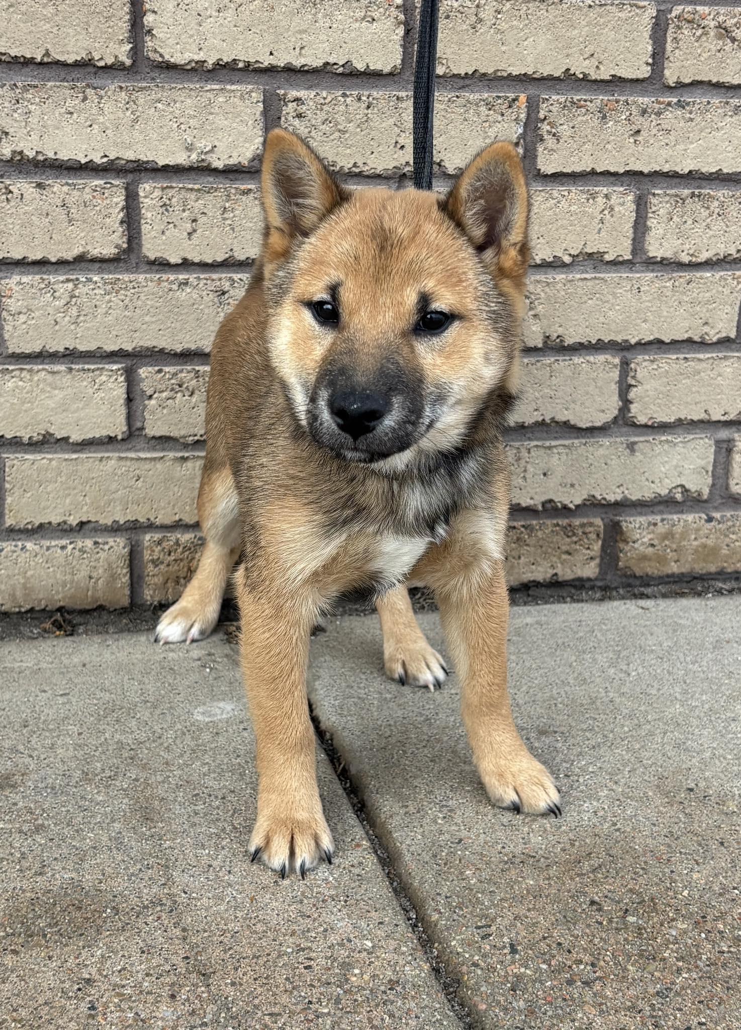 Enlarge River, a ADOPTABLE Shiba Inu in Columbus, NE image 1/1