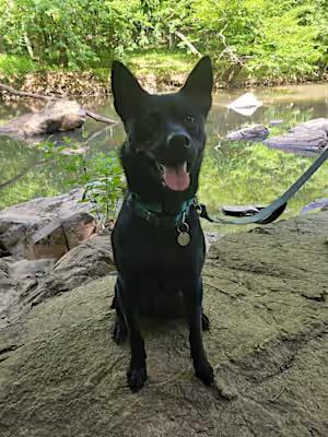 Arya (FKA Loralai), an adoptable Australian Kelpie in Orlando, FL, 32861 | Photo Image 5