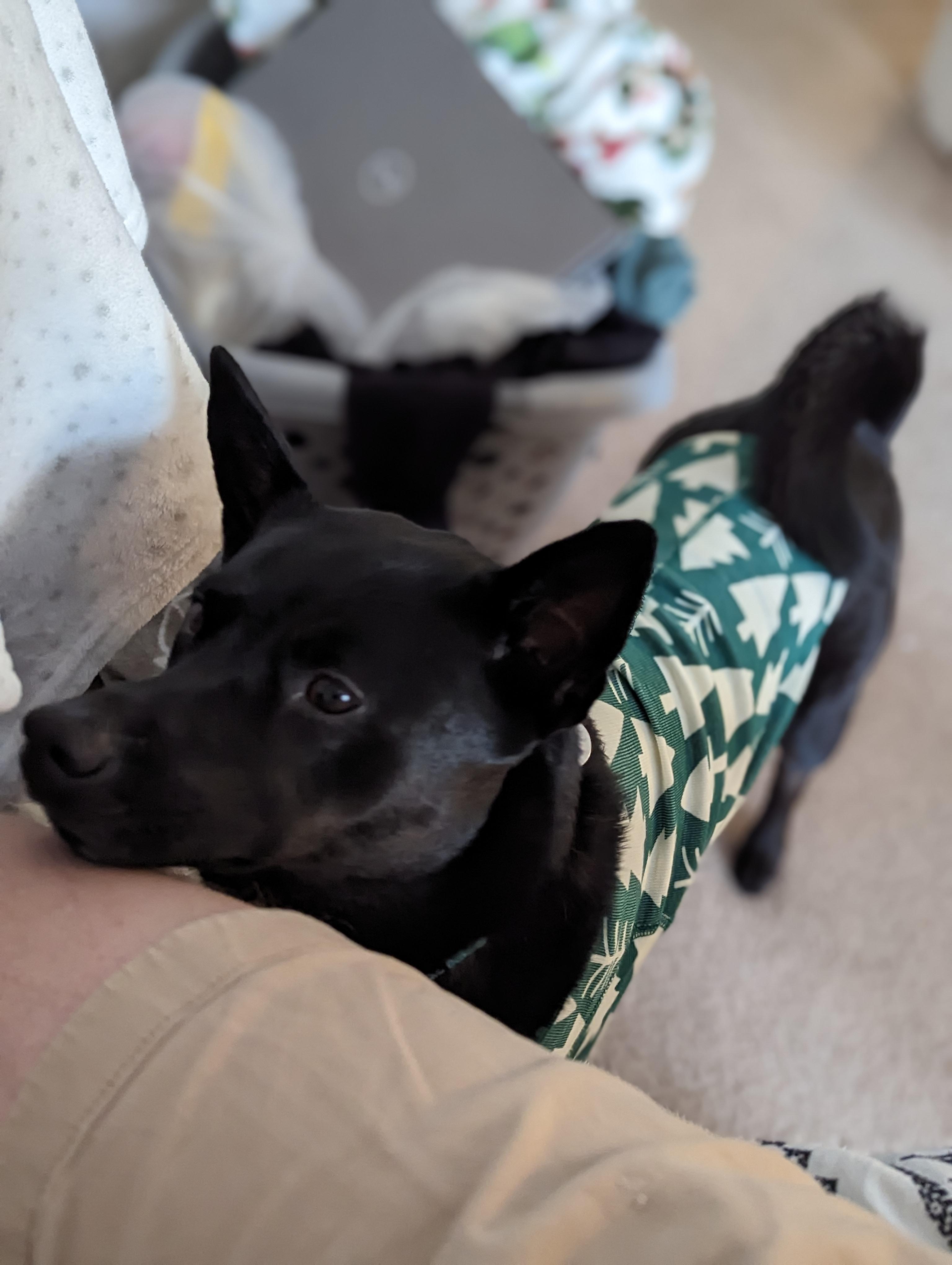 Arya (FKA Loralai), an adoptable Australian Kelpie in Orlando, FL, 32861 | Photo Image 3