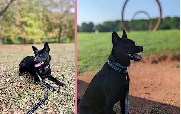 Arya (FKA Loralai), an adoptable Australian Kelpie in Orlando, FL, 32861 | Photo Image 7