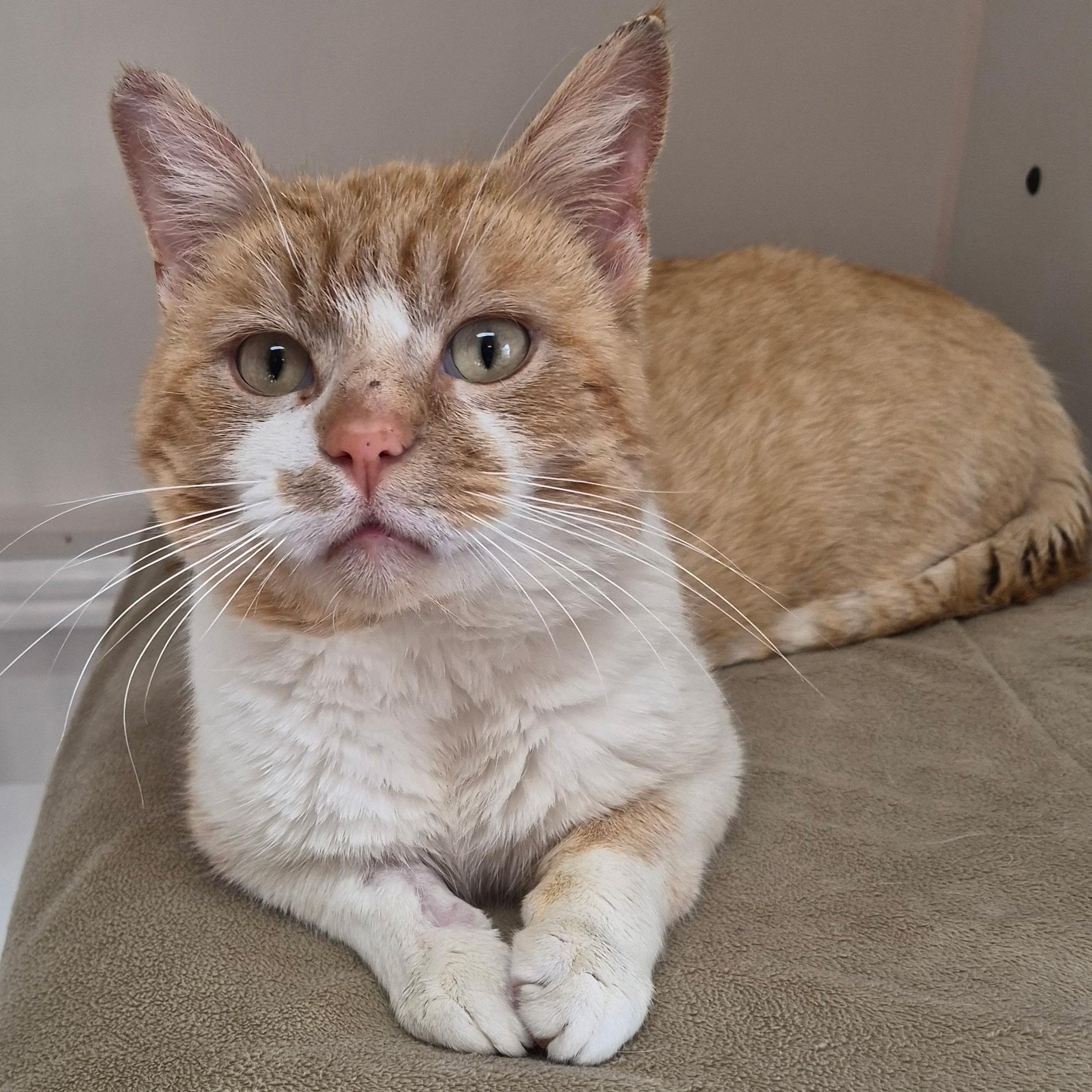 Hanson, an adoptable Domestic Short Hair in Tomah, WI image 2/3
