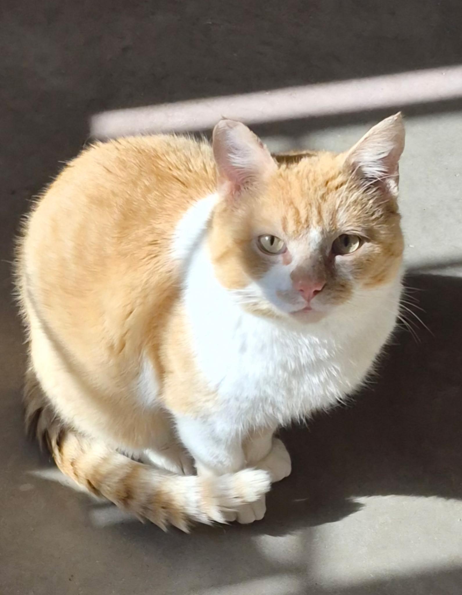 Hanson, adoptable, Adult Male Domestic Short Hair.