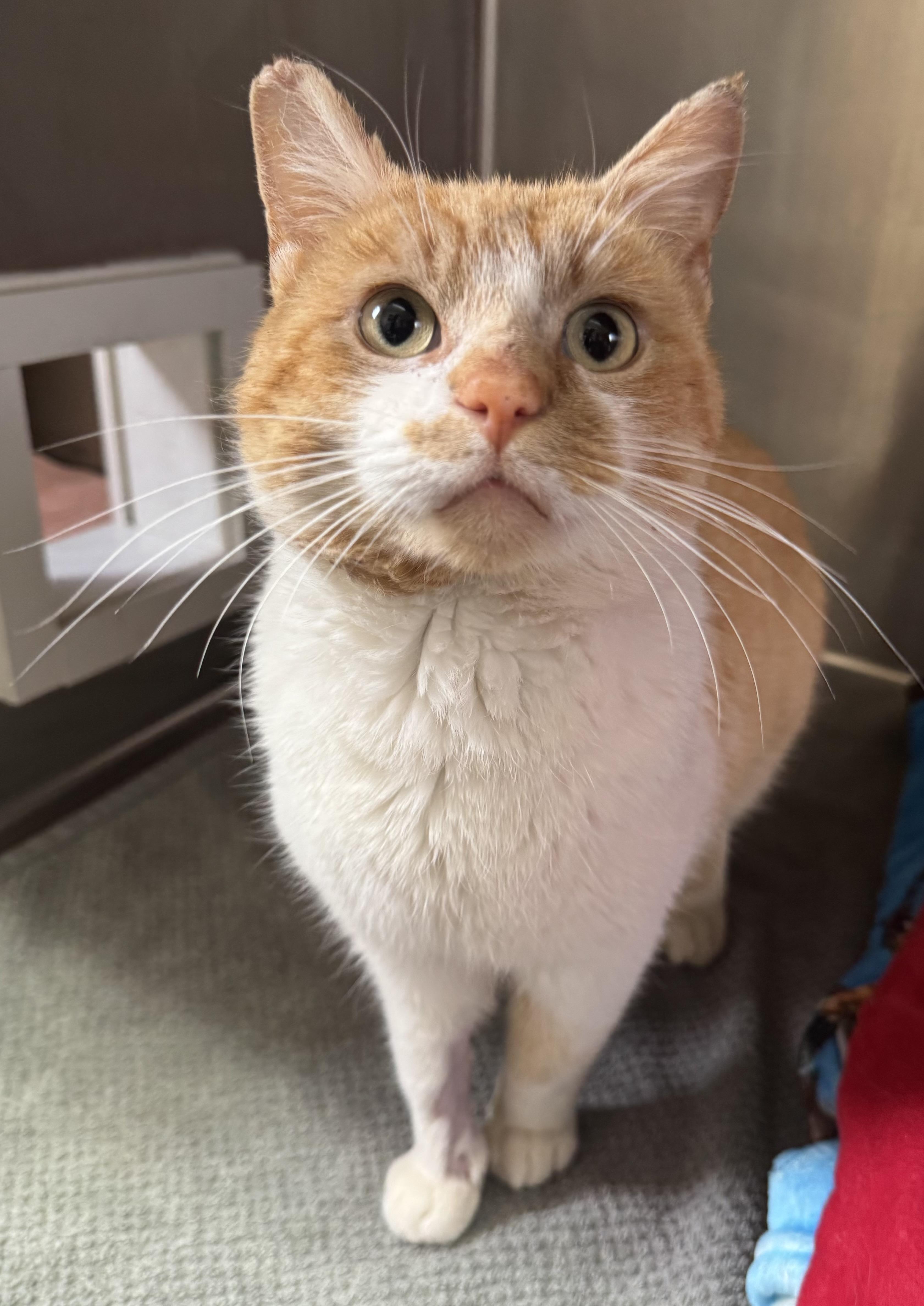Hanson, an adoptable Domestic Short Hair in Tomah, WI image 3/3