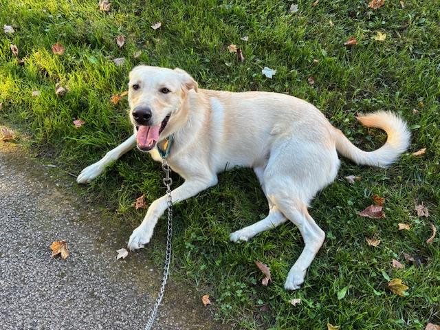 Enlarge Sandy, a Adoptable Labrador Retriever in Indianapolis, IN image 3/6