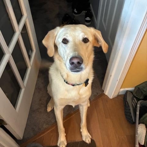 Enlarge Sandy, a Adoptable Labrador Retriever in Indianapolis, IN image 1/6