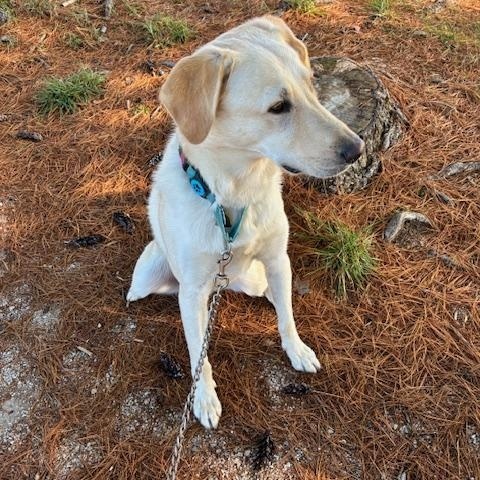 Enlarge Sandy, a Adoptable Labrador Retriever in Indianapolis, IN image 6/6