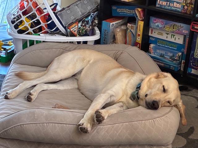 Enlarge Sandy, a Adoptable Labrador Retriever in Indianapolis, IN image 4/6