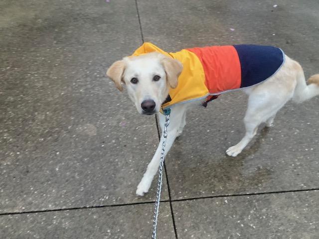 Enlarge Sandy, a Adoptable Labrador Retriever in Indianapolis, IN image 2/6