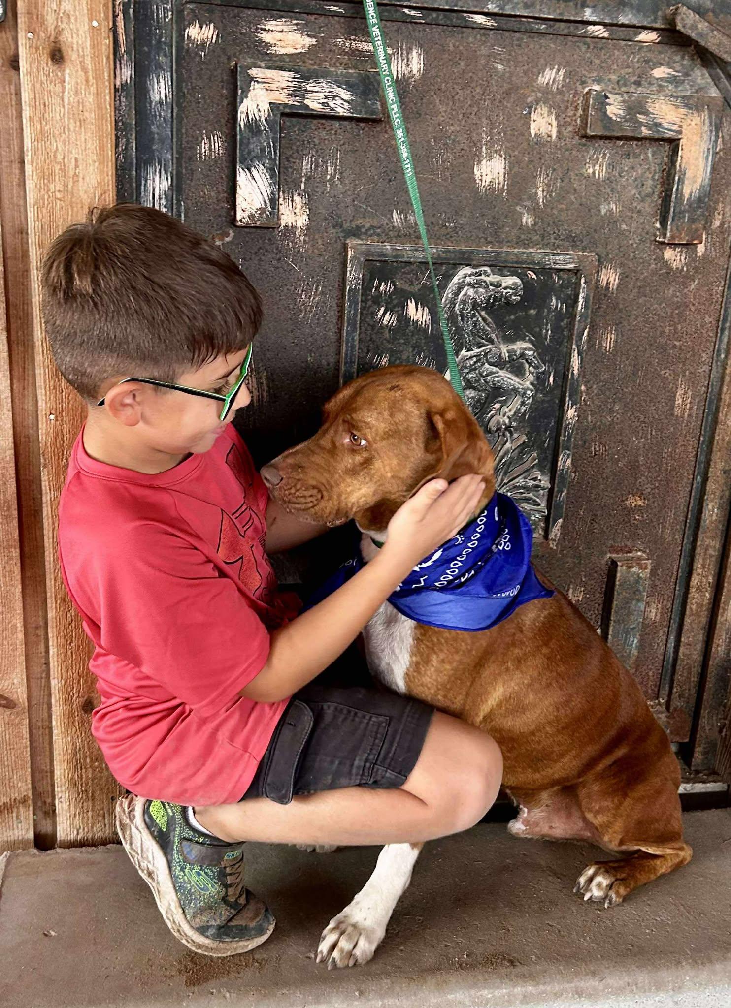 Tux, a Adoptable mixed breed in Sanger, TX image 5/6