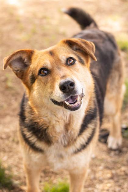 Enlarge Luna(bonded w/ Max)~SPONSORED!, a Adoptable mixed breed in Bowling Green, KY image 1/3