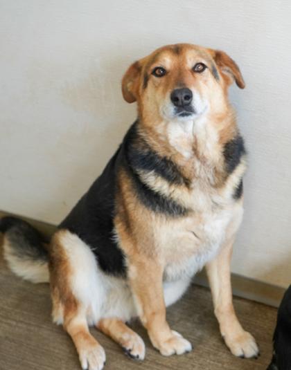 Luna(bonded w/ Max)~SPONSORED!, Adoptable, Adult Female German Shepherd Dog & Mixed Breed.