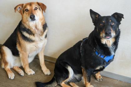 Enlarge Luna(bonded w/ Max)~SPONSORED!, a Adoptable mixed breed in Bowling Green, KY image 3/3