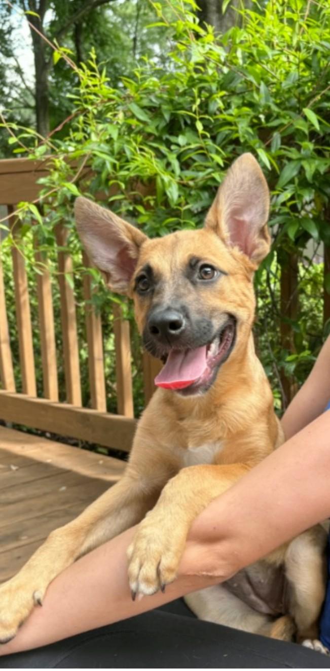 Queen the Happy Cuddly Girl, adopted, Puppy Female Labrador Retriever & German Shepherd Dog.