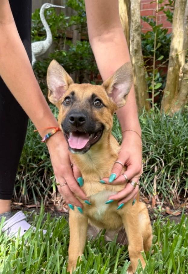 Queen the Happy Cuddly Girl, an adopted mixed breed in Seattle, WA image 6/6