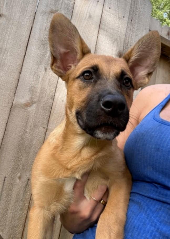 Queen the Happy Cuddly Girl, an adopted mixed breed in Seattle, WA image 4/6