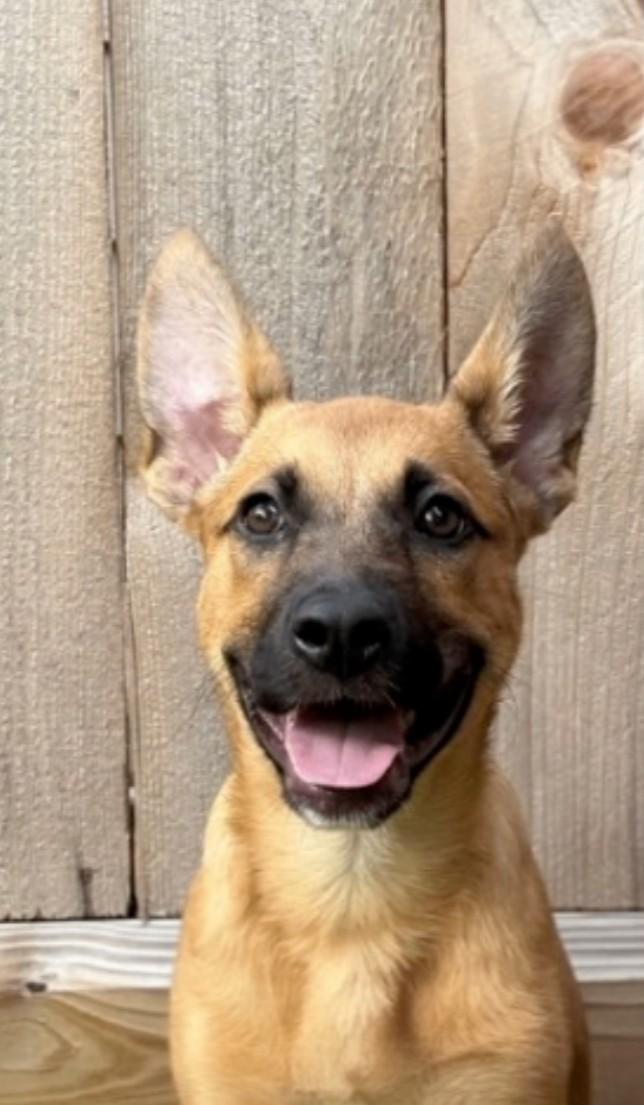 Queen the Happy Cuddly Girl, an adopted mixed breed in Seattle, WA image 5/6