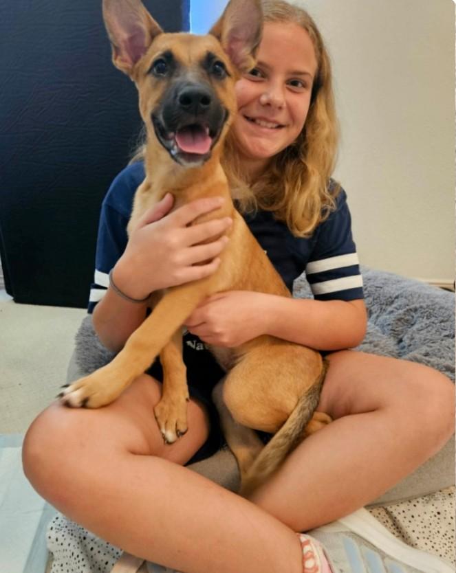 Queen the Happy Cuddly Girl, an adopted mixed breed in Seattle, WA image 3/6