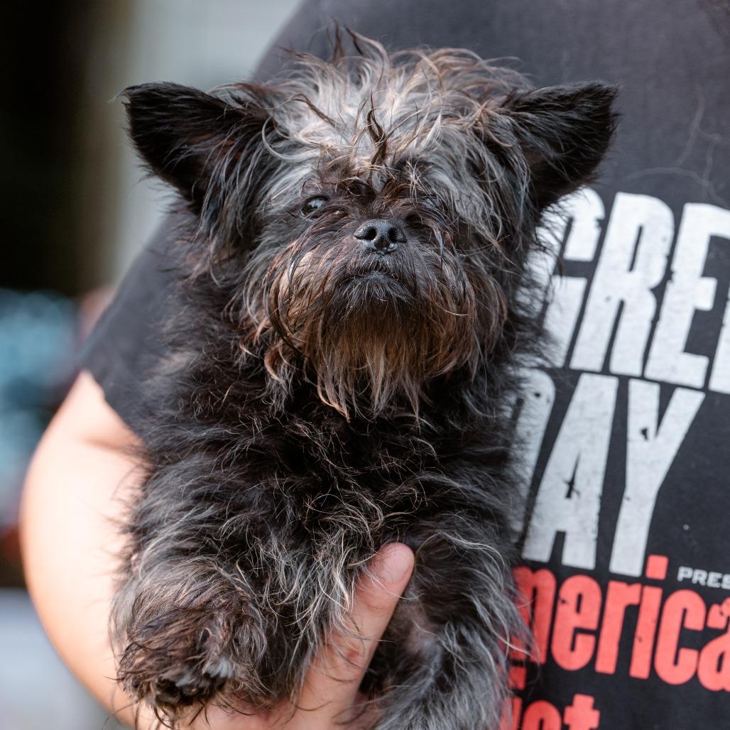 Archiee, adopted, Adult Male Mixed Breed.