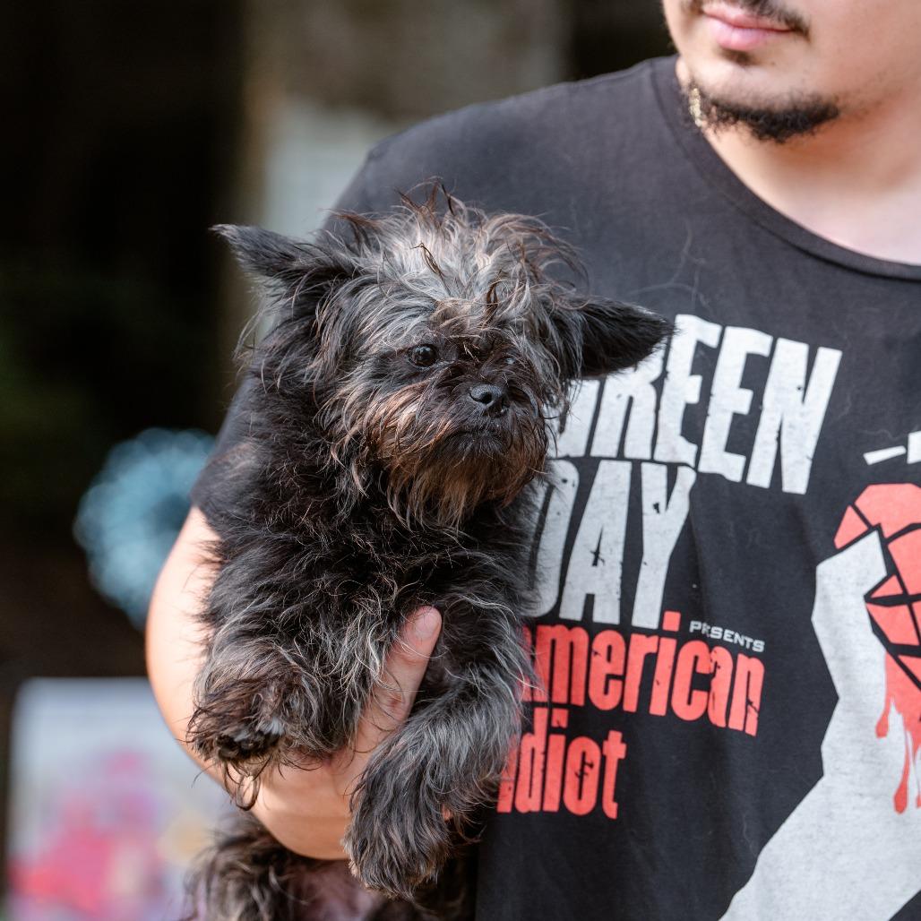 Archiee, an adopted Mixed Breed in Chester Springs, PA image 4/4