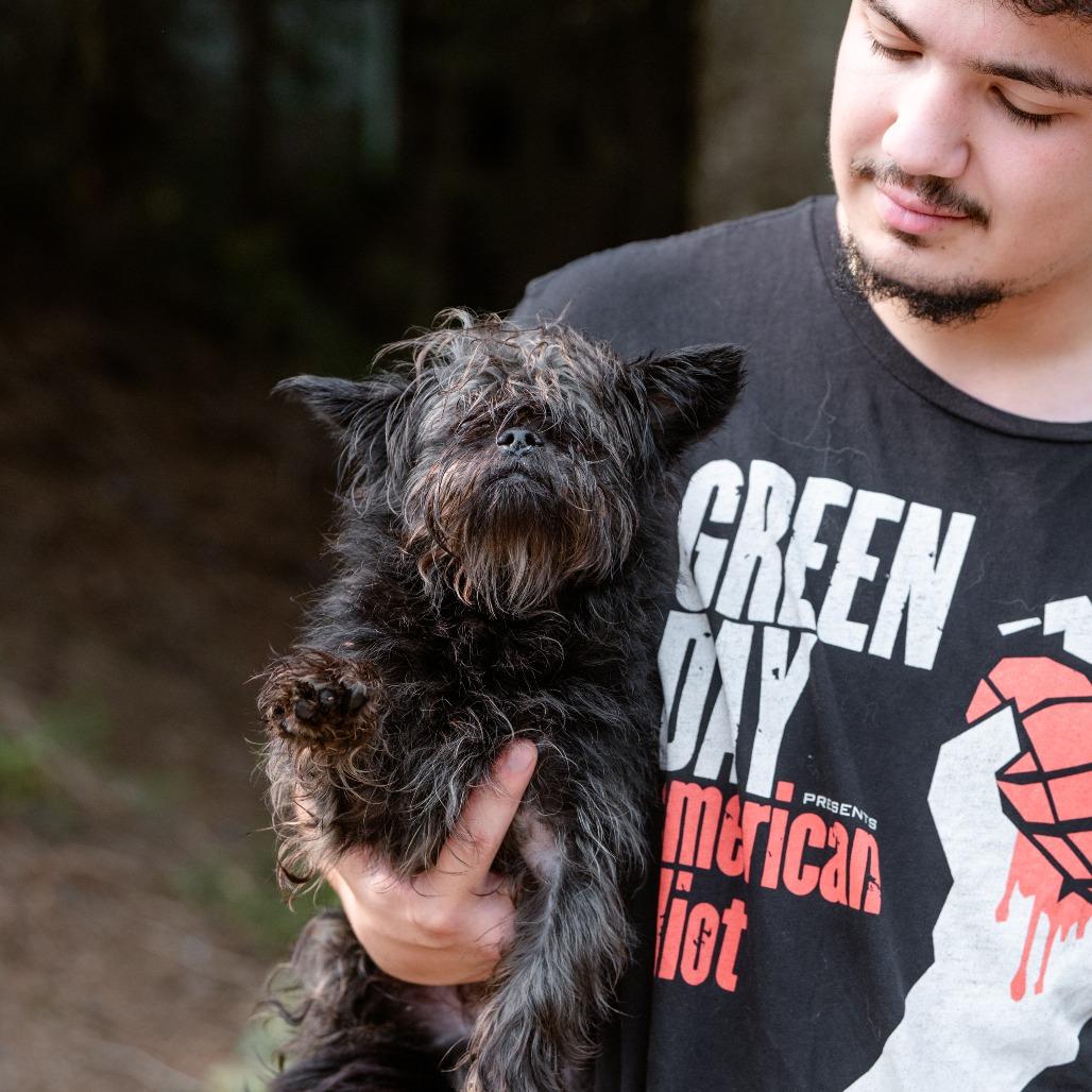 Archiee, an adopted Mixed Breed in Chester Springs, PA image 3/4