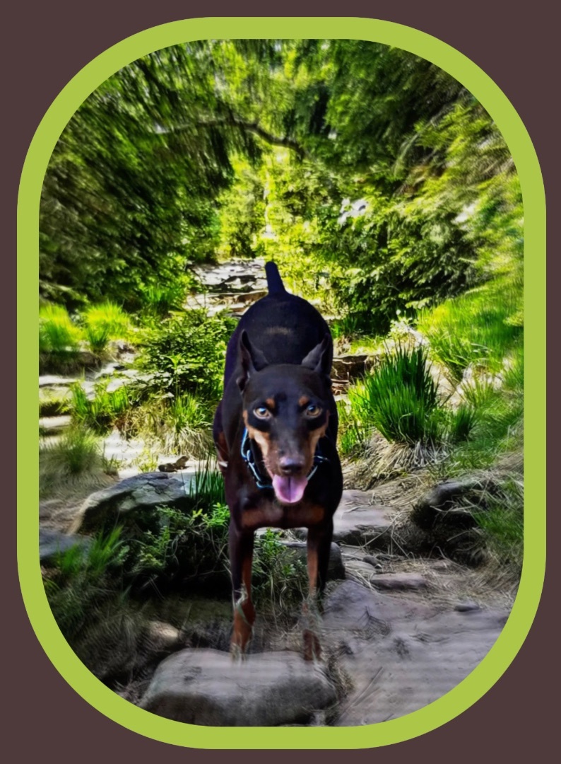 Schnickelfritz , a Adopted Miniature Pinscher in San Antonio, TX image 1/3