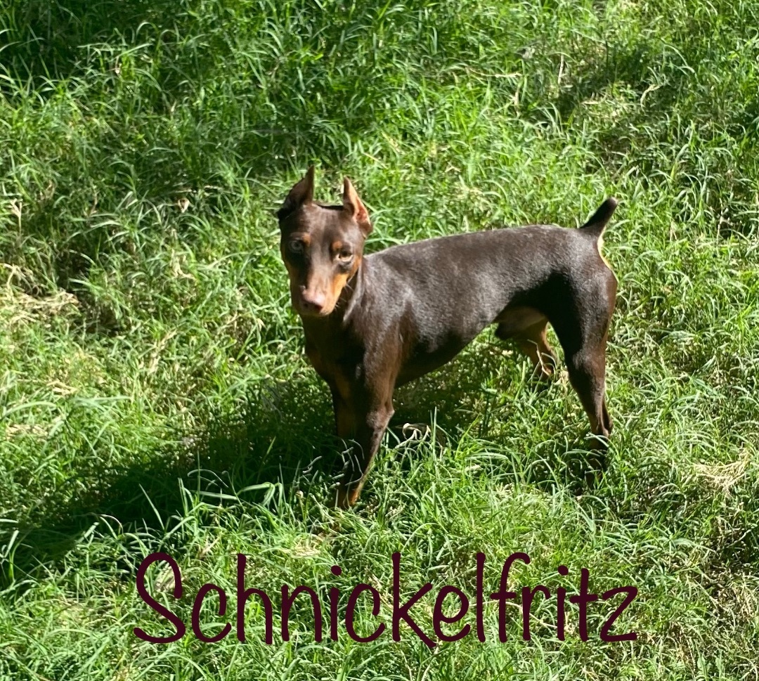 Schnickelfritz , a Adopted Miniature Pinscher in San Antonio, TX image 2/3