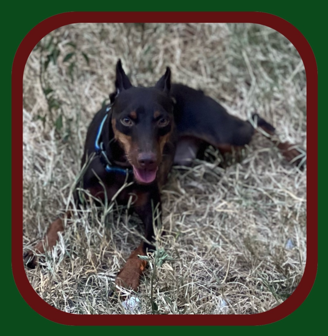 Schnickelfritz , a Adopted Miniature Pinscher in San Antonio, TX image 3/3