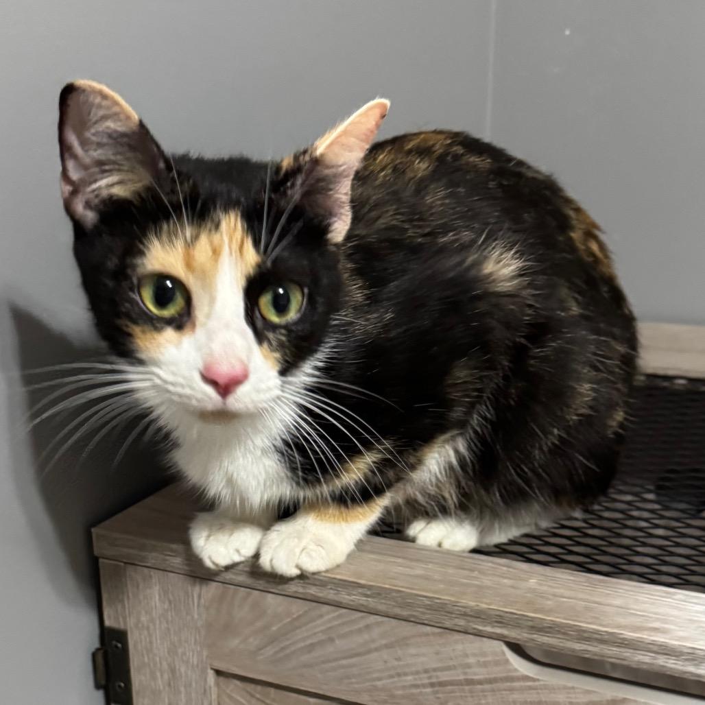 Janet Weiss, Adoptable, Adult Female Domestic Short Hair.