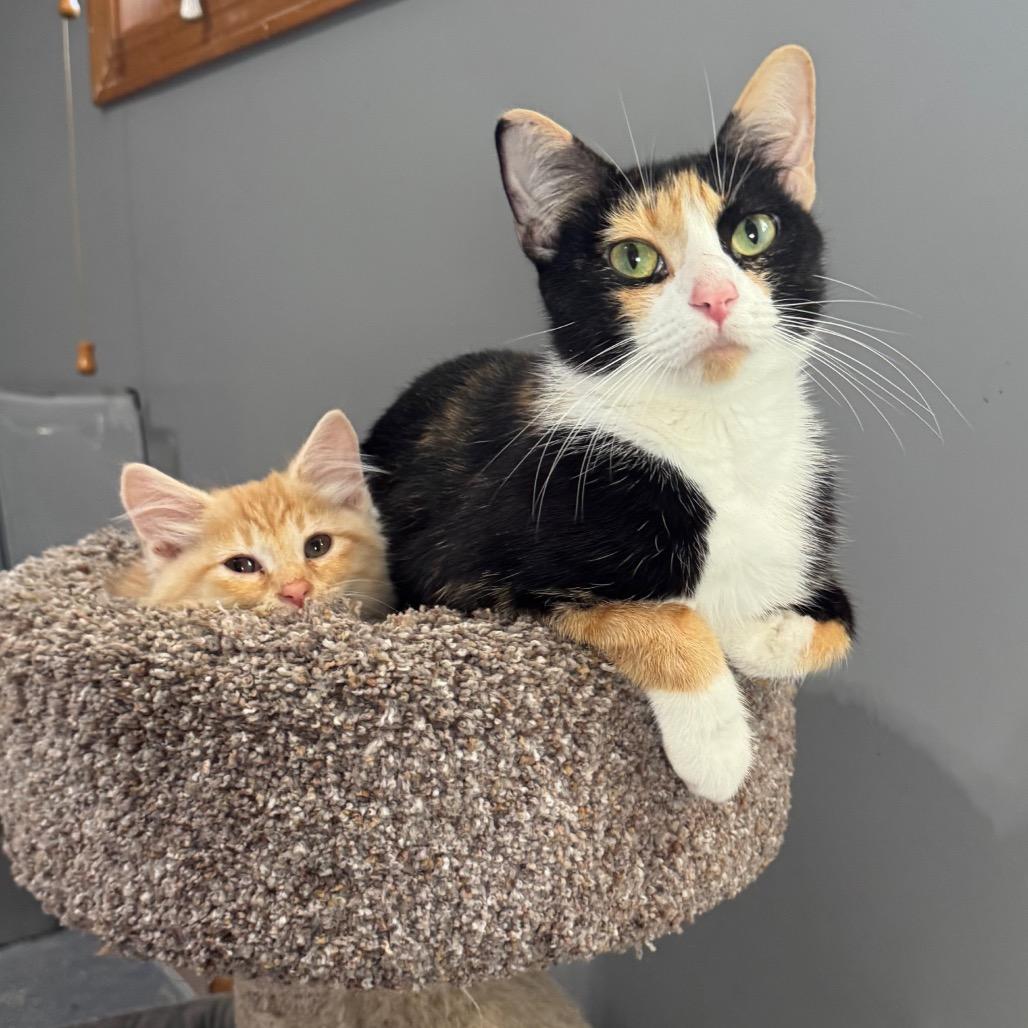 Enlarge Janet Weiss, a Adoptable Domestic Short Hair in Roselle, IL image 2/3