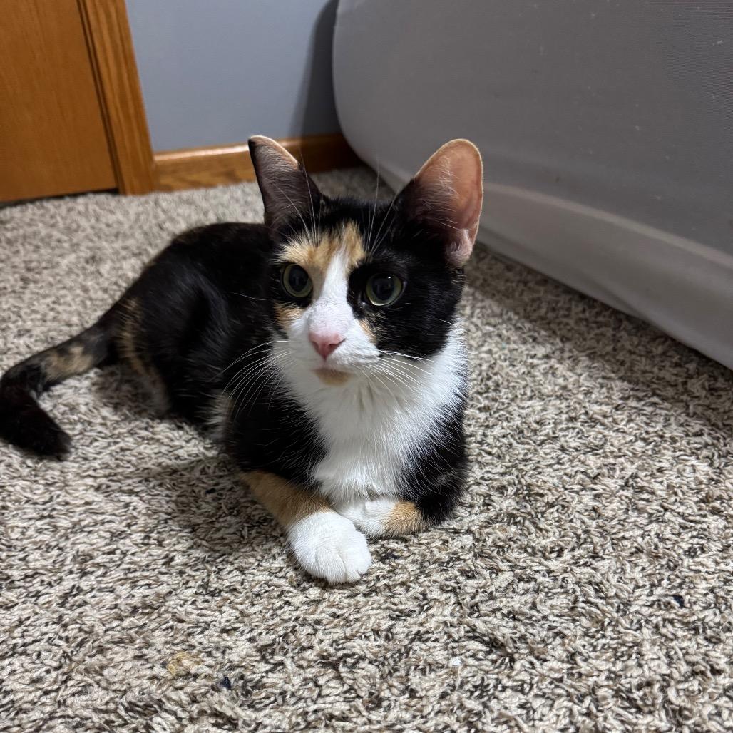 Enlarge Janet Weiss, a Adoptable Domestic Short Hair in Roselle, IL image 3/3
