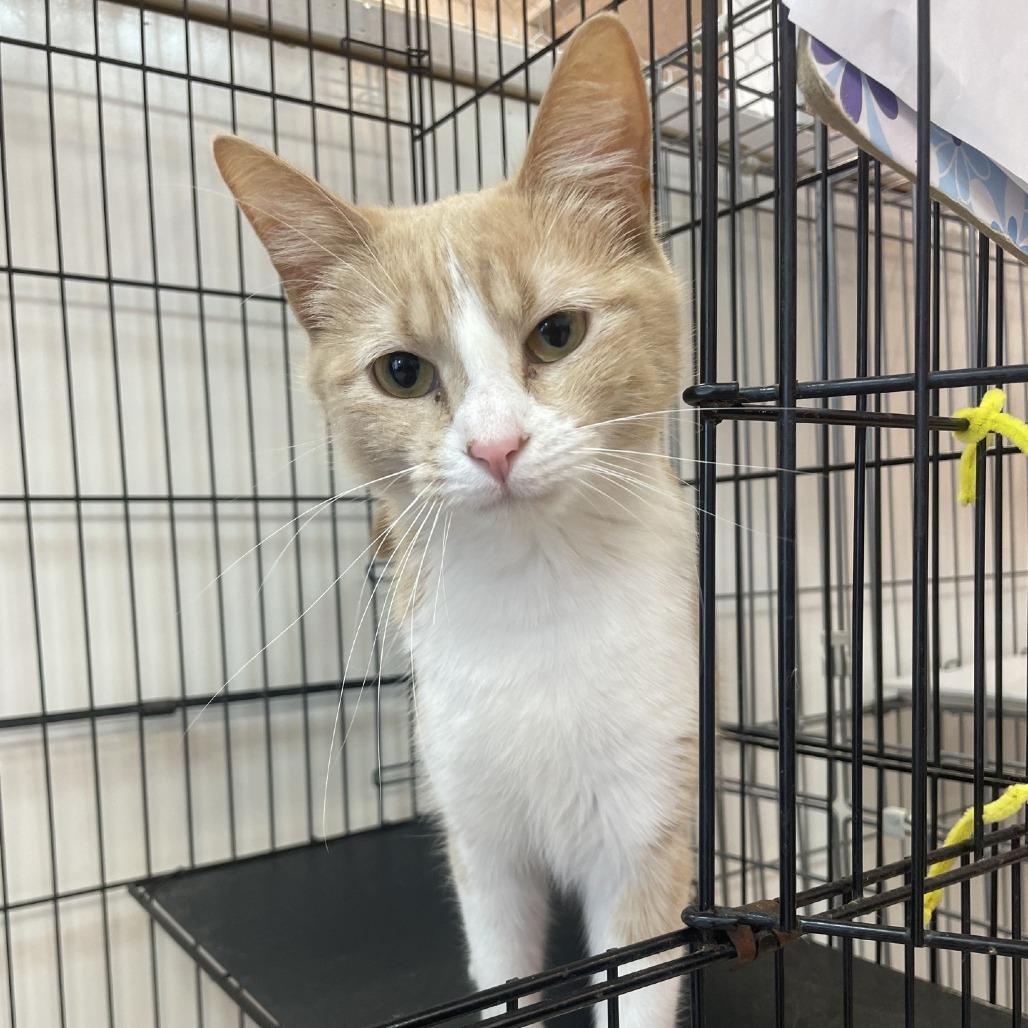 Yak, Adoptable, Adult Female Domestic Short Hair.